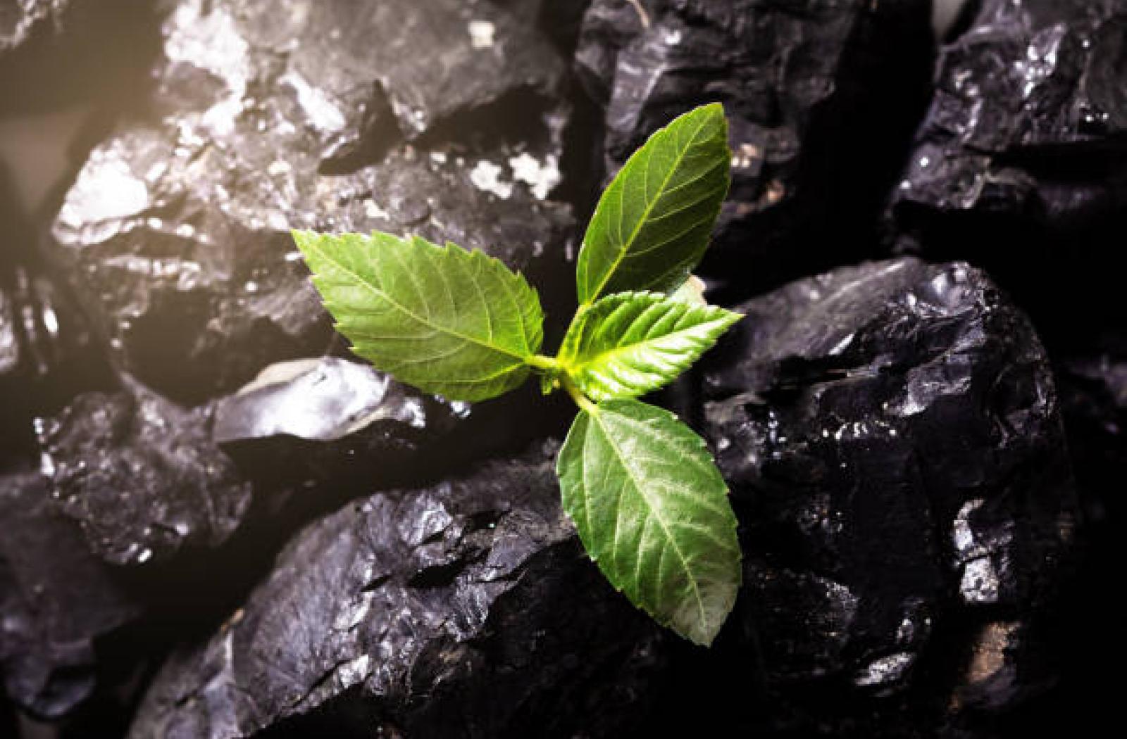 flower-blooms-from-sustainable-mining-actions