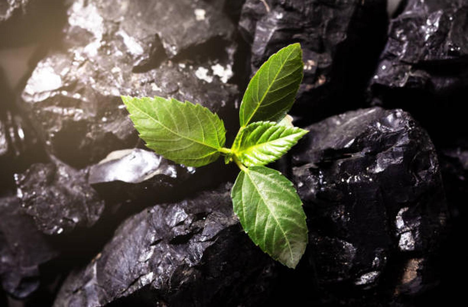 flower-blooms-from-sustainable-mining-actions