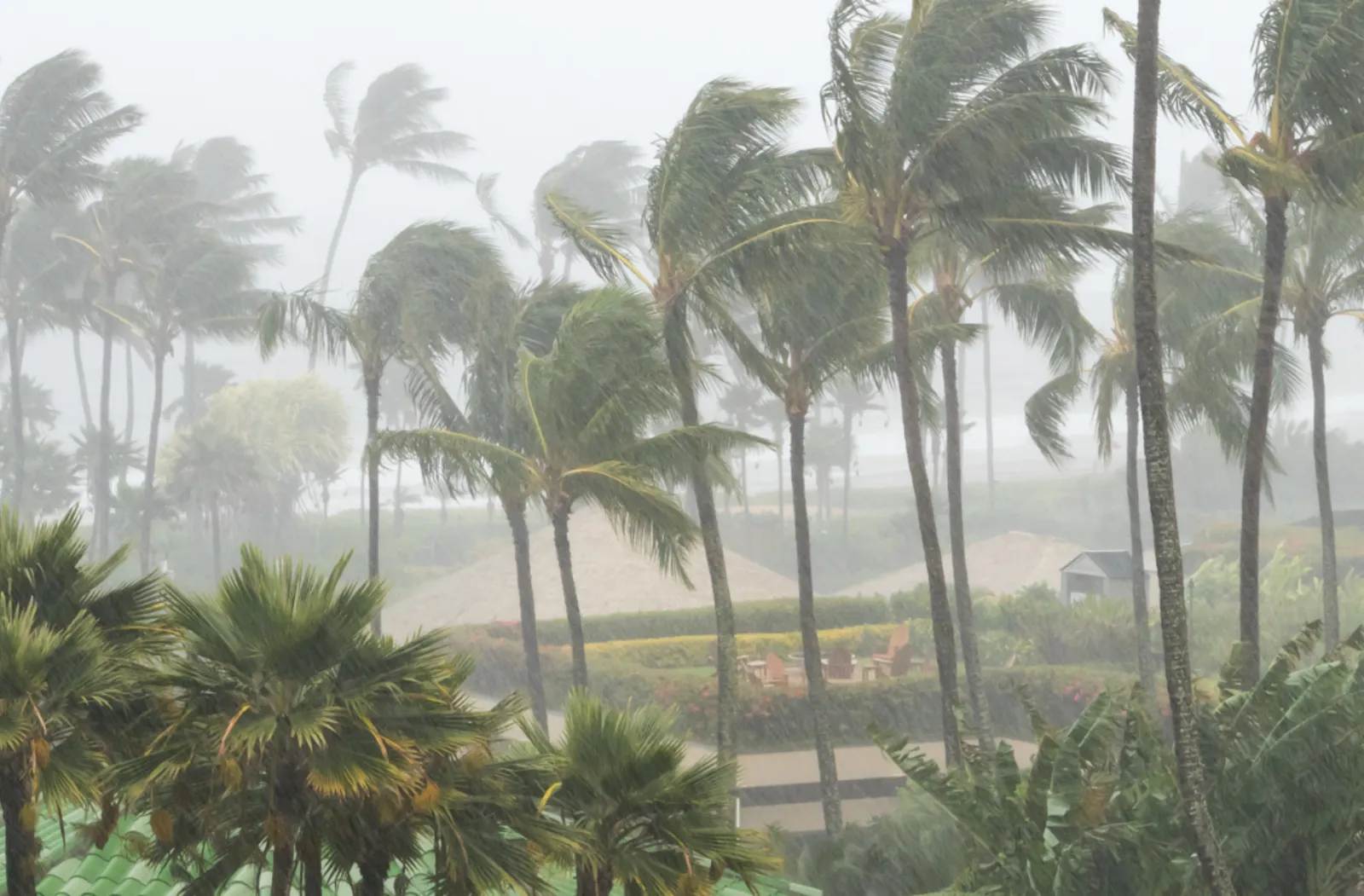 tropical trees blow during high winds
