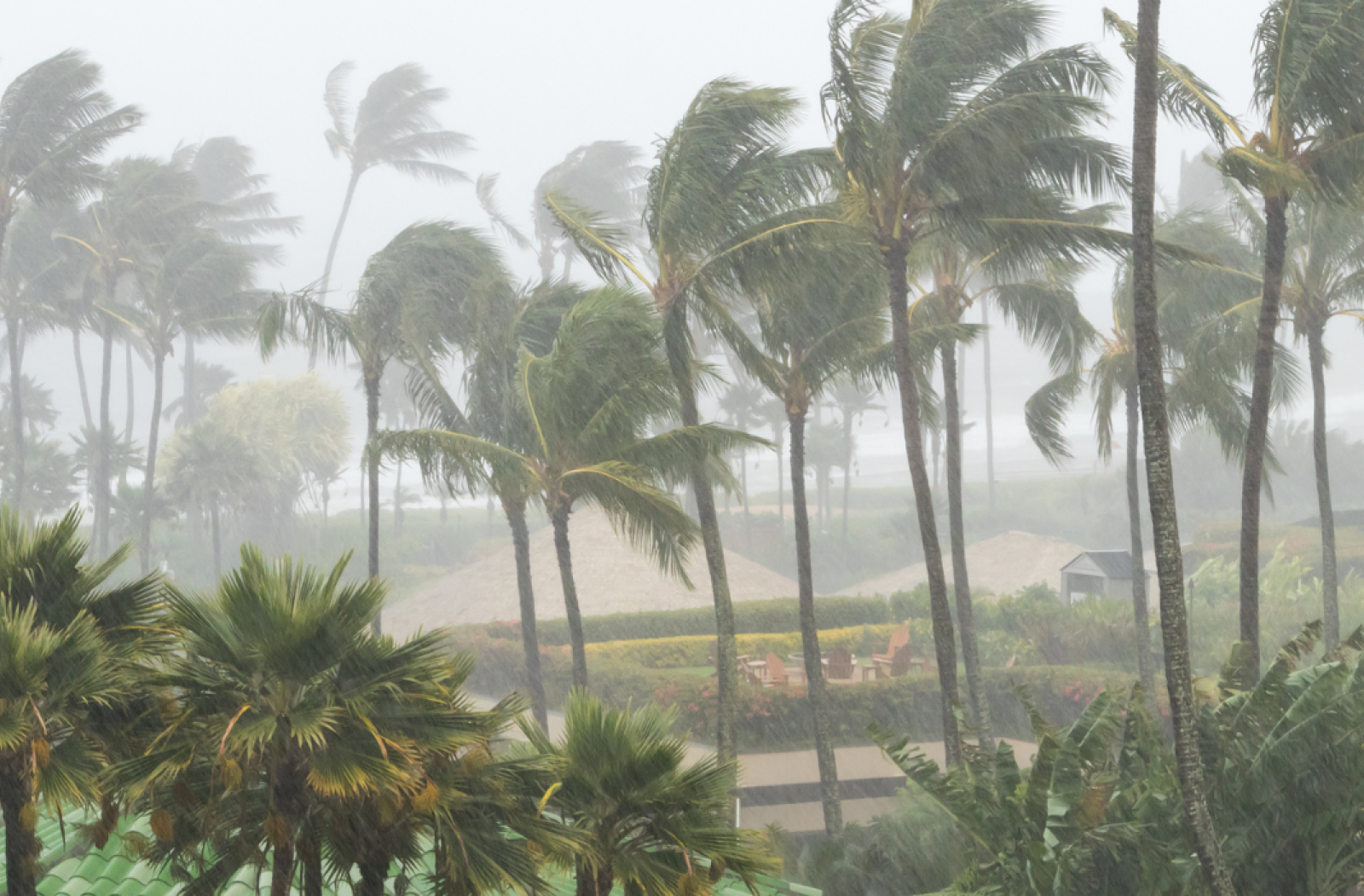 tropical trees blow during high winds 