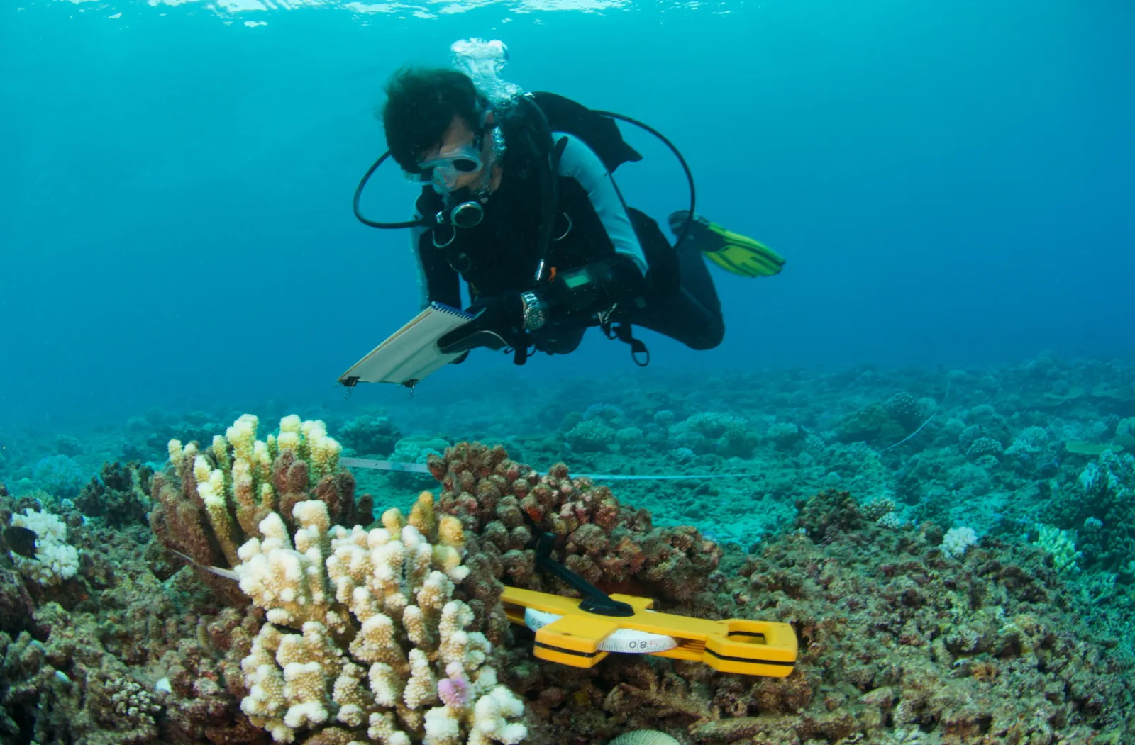 scuba diver above coral