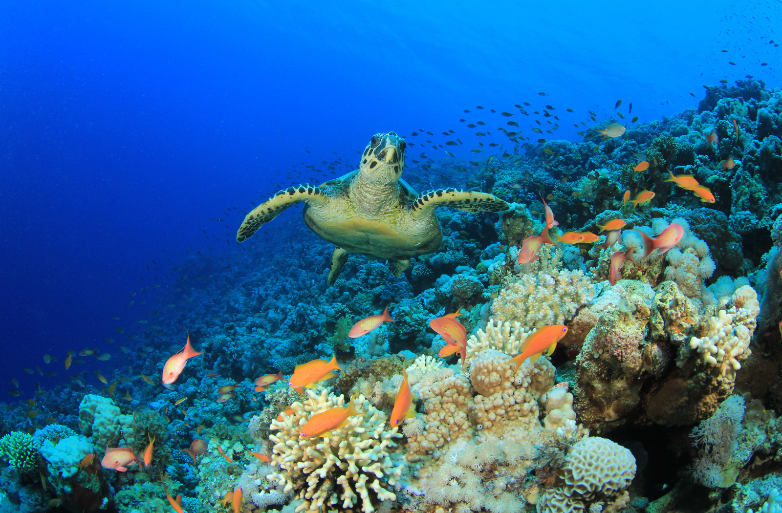 turtle swims in great barrier reef