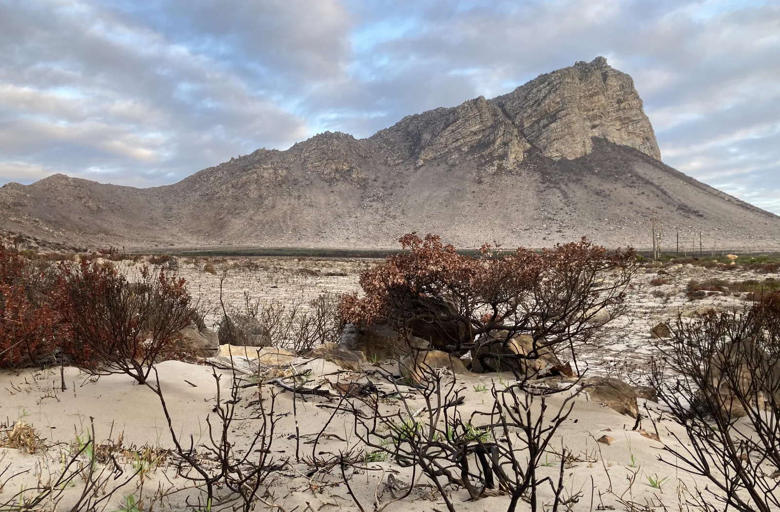 Barren landscape with green shoots. South Africa