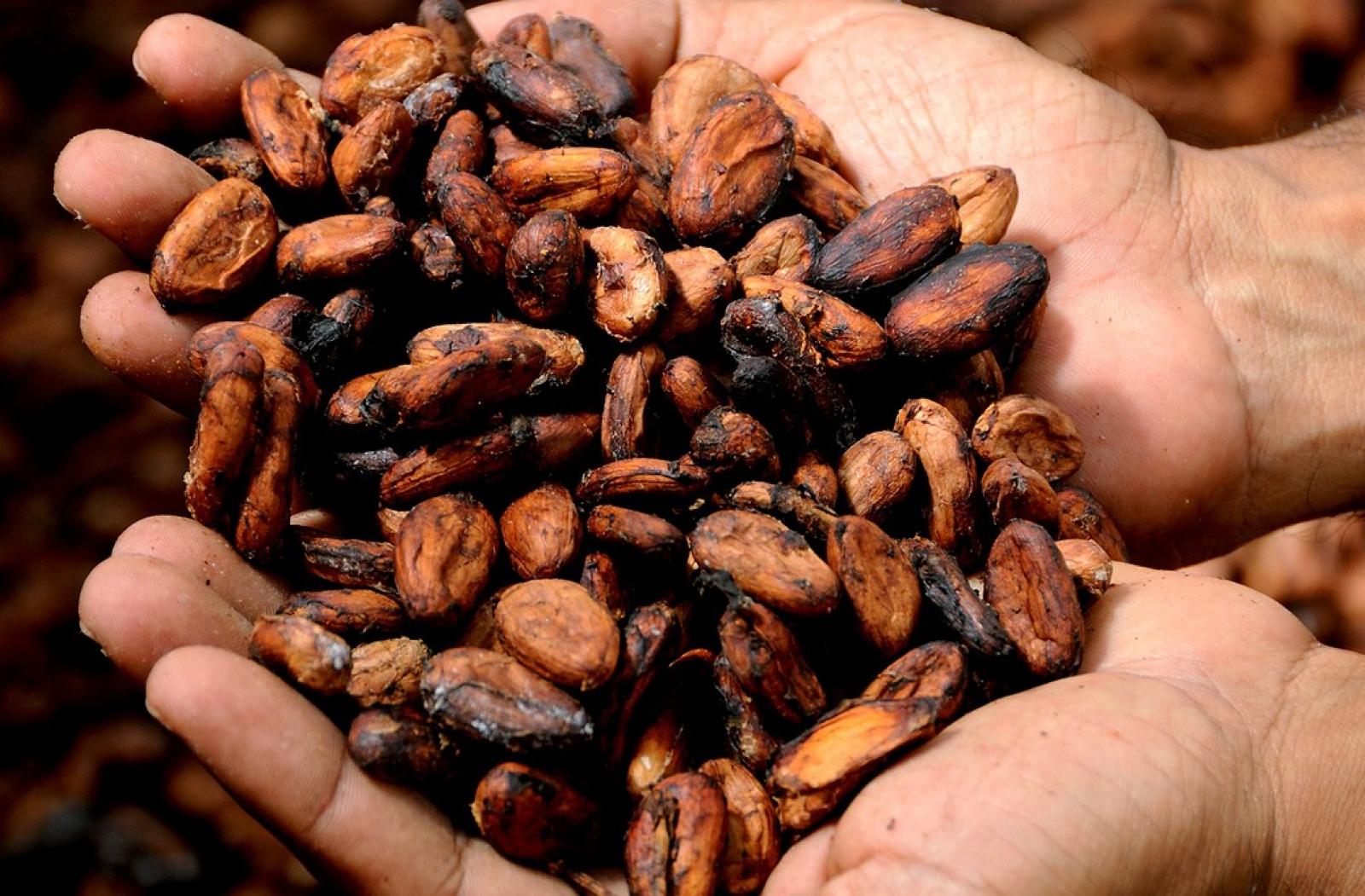 cocoa