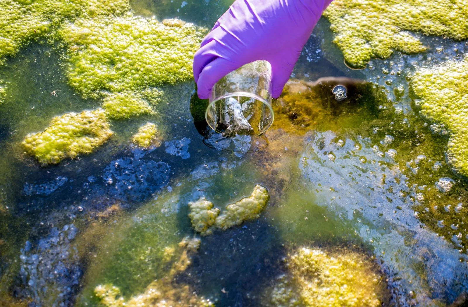 eutrophication