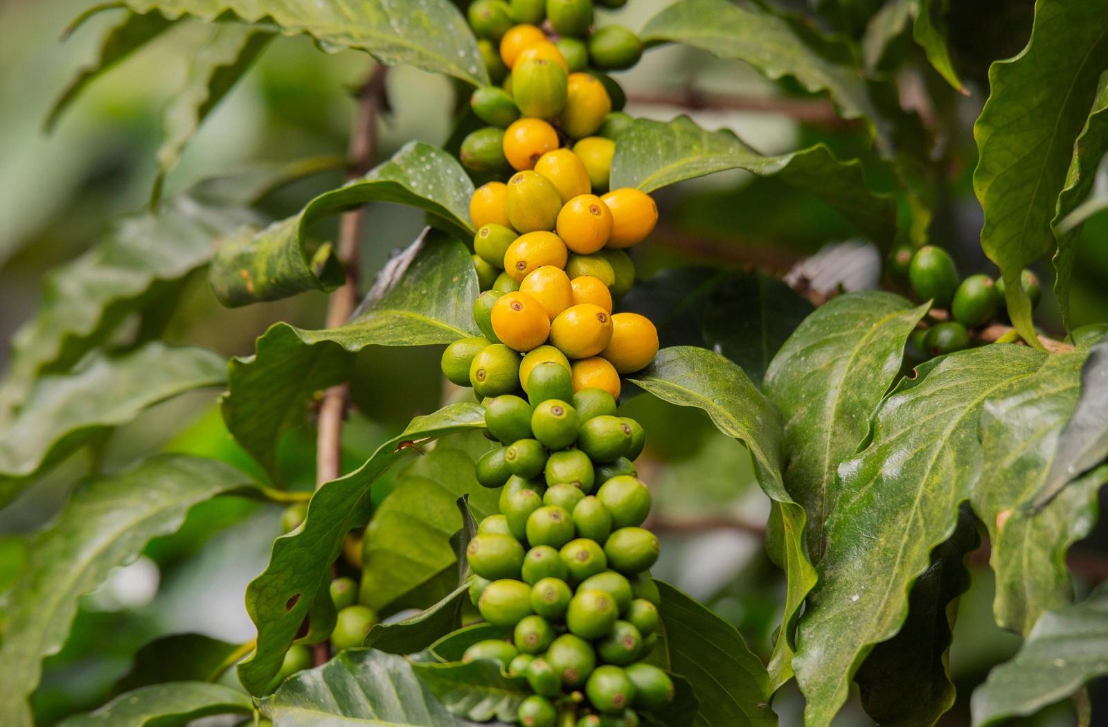 coffee tree2