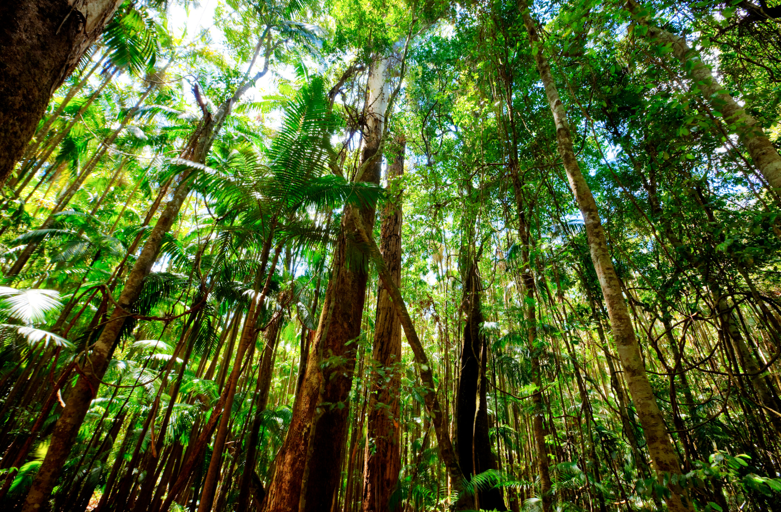 Leafy trees in rainforest