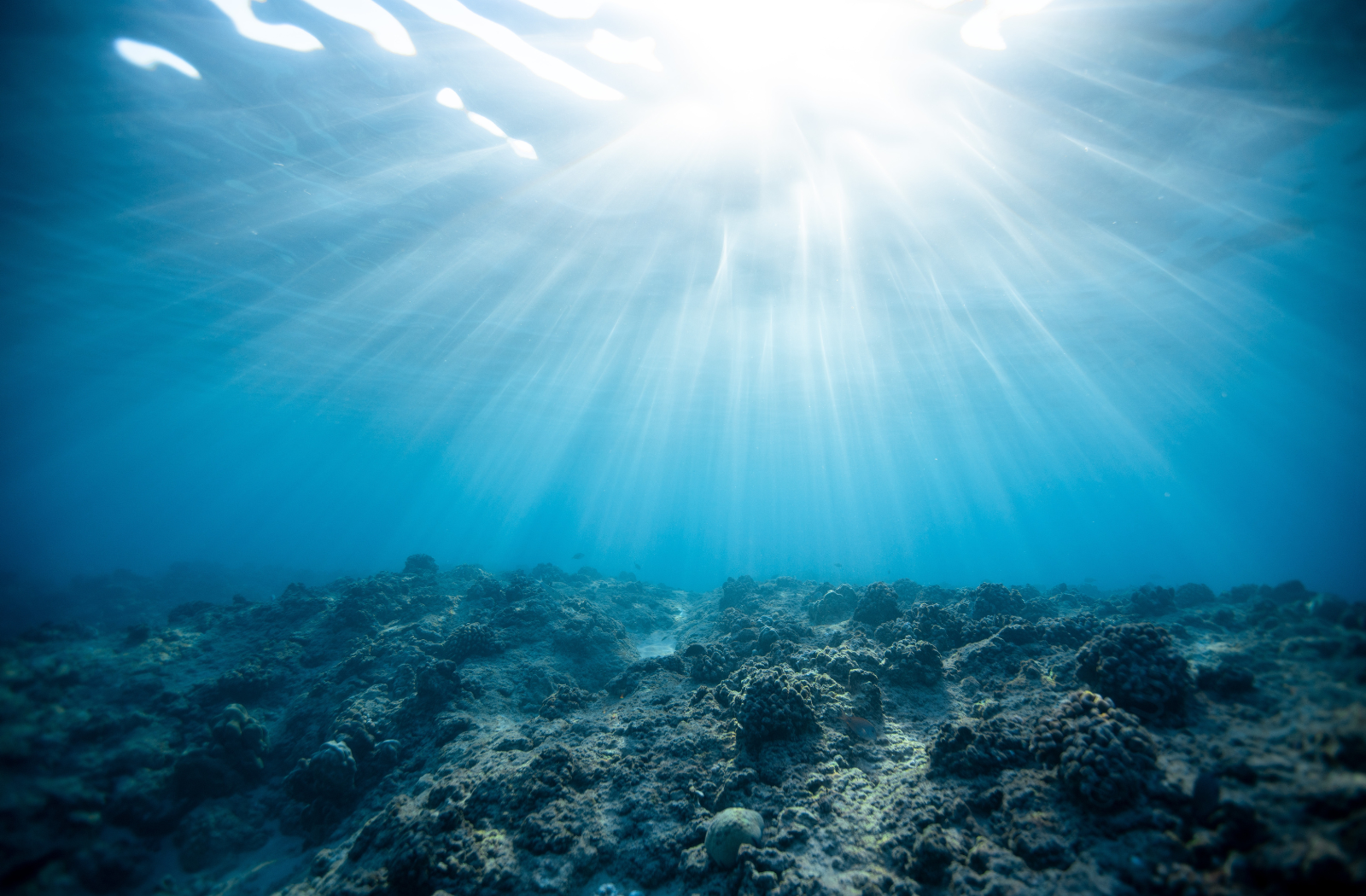 Bleached coral underwater