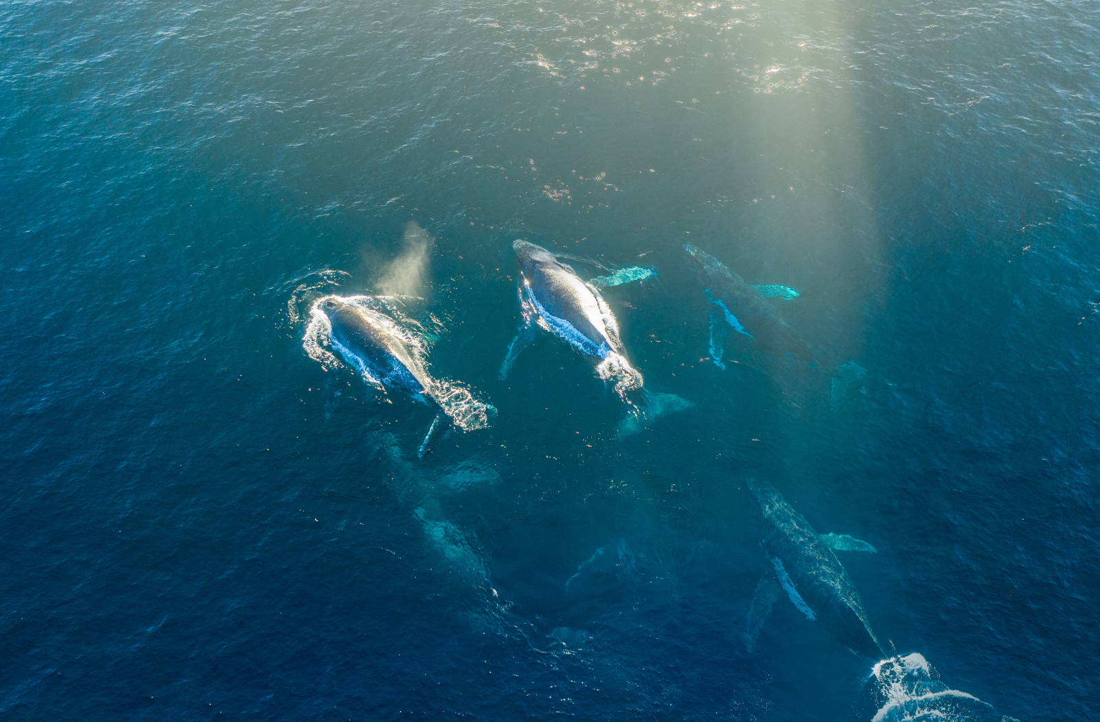 Aerial view of humpback whales in the ocean