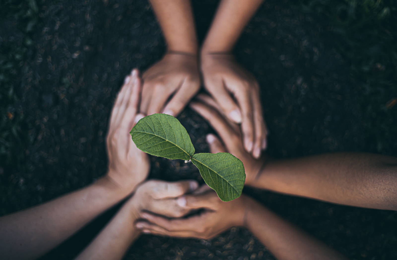 hands around a seedling of a tree