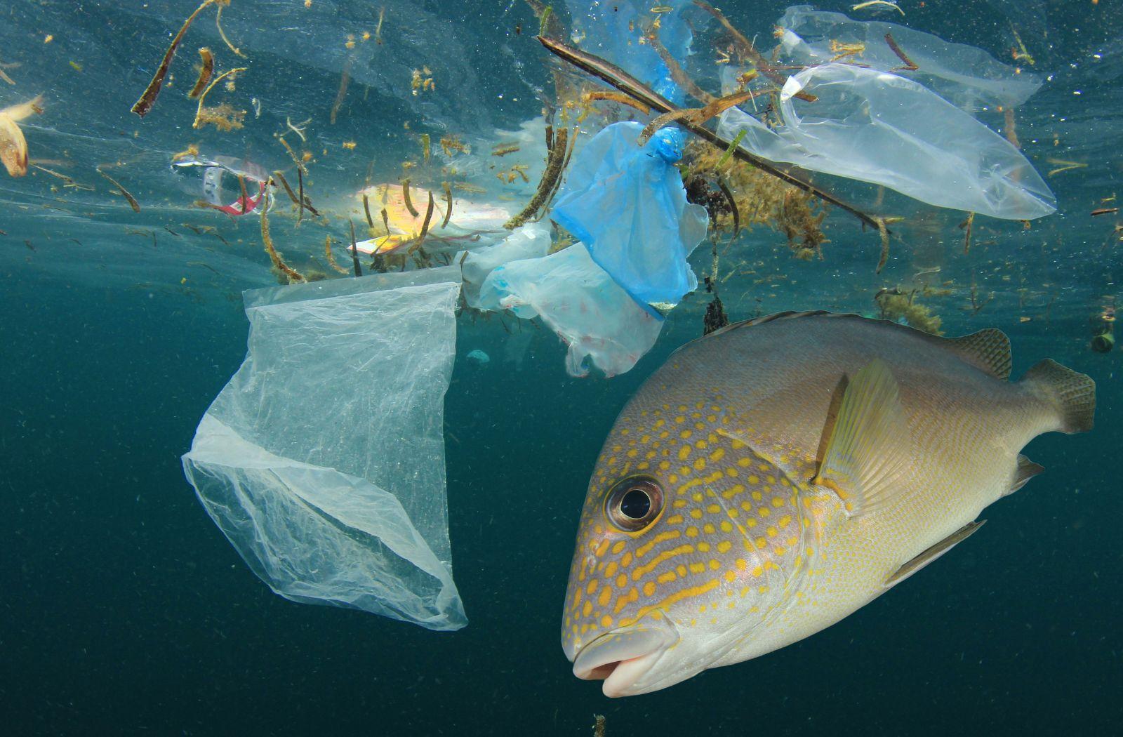 Fish eating plastic pollution in ocean