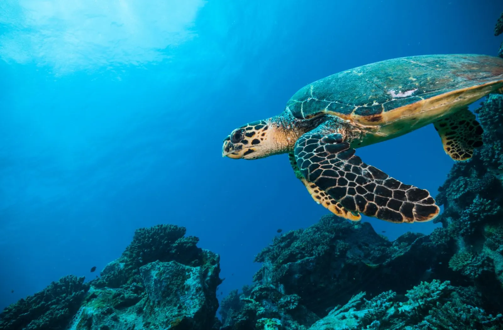 A turtle in the ocean