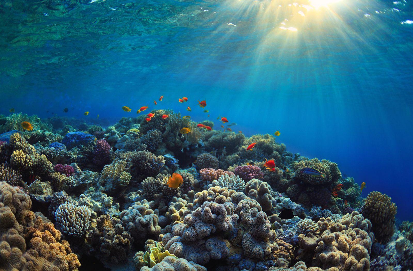 Underwater scene of coral and fish