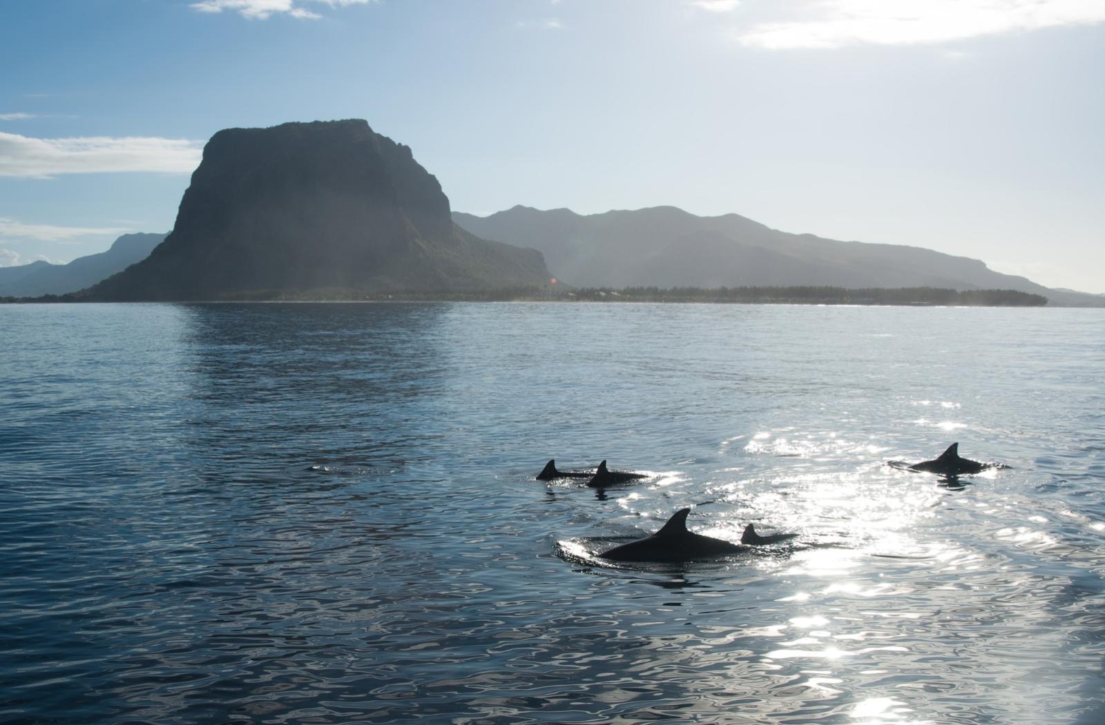 A school of dolphins in the Indian Ocean