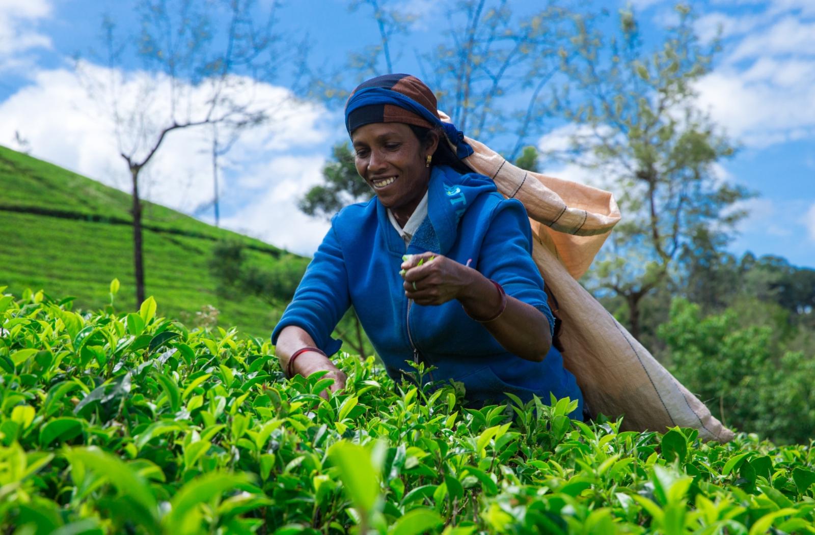 A woman picks tea leaves in Sri Lanka