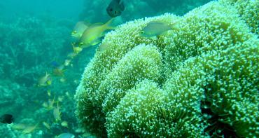 Moalboal_Coral_Reef