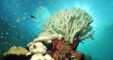 Case Study: Coral Communities: Building Socio-Ecological Resilience to Coral Reef Degradation in the Islands of the Western Indian Ocean (2017)