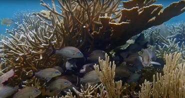 Summary Laughing Bird Caye National Park (LBCNP) was declared in 1994 and is one of seven protected areas making up the Belize Barrier Reef Reserve System, a World Heritage Site. While the land area is just 1.4 acres, the marine component of the park is 4,095 hectares. This protected area is one of the best examples of the unique type of atoll formation in the Caribbean.  LBCNP provides significant social and economic benefits to the local society. It is an important tourism resource, with over 10,000 visit