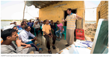 Case Study - Best Management Practice Training for Egyptian Fish Farmers Managed by WorldFish Under the IEIDEAS and STREAMS Projects