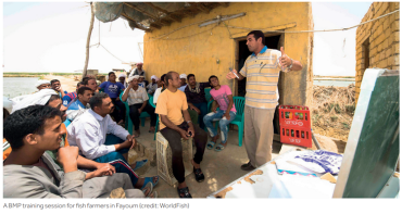 Case Study - Best Management Practice Training for Egyptian Fish Farmers Managed by WorldFish Under the IEIDEAS and STREAMS Projects