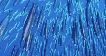 Case Study: Individual Transferable Quotas for Cod Fisheries, Iceland (on-going)