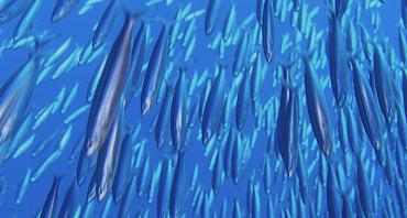 Case Study: Individual Transferable Quotas for Cod Fisheries, Iceland (on-going)