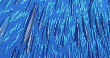 Case Study: Individual Transferable Quotas for Cod Fisheries, Iceland (on-going)