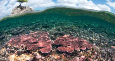 Case Study: Malaysia – Two MPA Candidates for the Green List