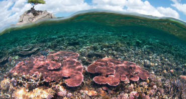 Case Study: Malaysia – Two MPA Candidates for the Green List