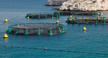Development of an Aquaculture Industry in Seychelles (on-going)