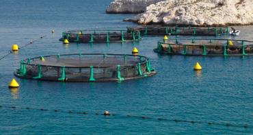 Development of an Aquaculture Industry in Seychelles (on-going)