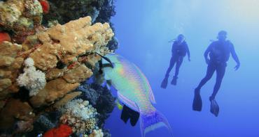 Scuba divers observe a Parrot fish near coral reef