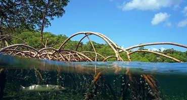 Mangrove