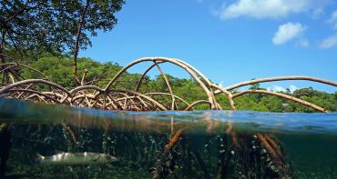 Mangrove