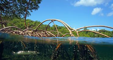 Mangrove
