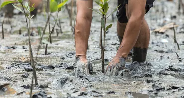 Mangrove