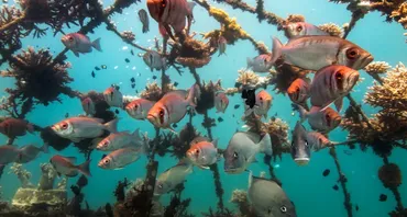 Artificial coral reef