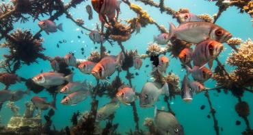 Artificial coral reef