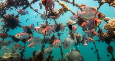Artificial coral reef