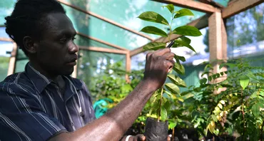 Joshua Pitakesa_ inspecting seedlings the Kastom Garden Association_ a centre specialising in sustainable crop 