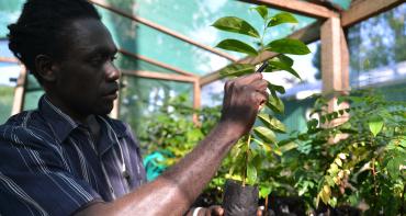 Joshua Pitakesa_ inspecting seedlings the Kastom Garden Association_ a centre specialising in sustainable crop 