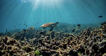Tortoise in ocean