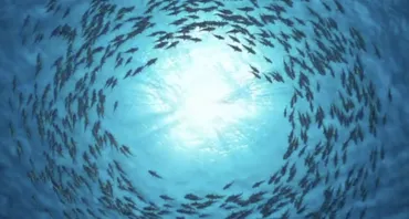 ocean video