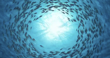 ocean video