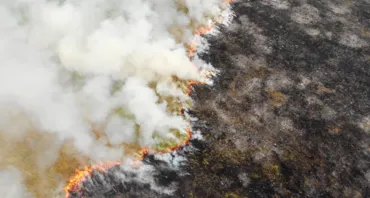 Forest fires