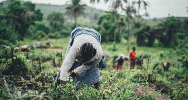 A woman farming cassava in Sierra Leone