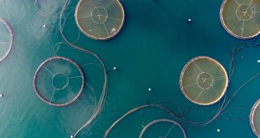 Aerial view of a fish farm