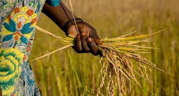 Rice farm africa