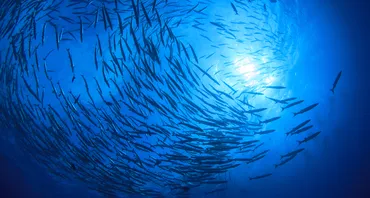 An underwater photograph of a shoal of fish circling the sun above 