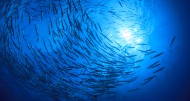 An underwater photograph of a shoal of fish circling the sun above 